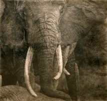 Elephants artwork