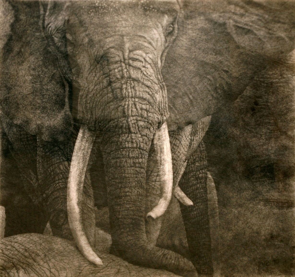 Elephants