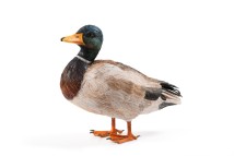 Mallard artwork